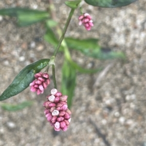 Persicaria decipiens at Gigerline Nature Reserve - 30 Nov 2023 03:33 PM