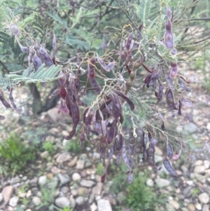 Acacia dealbata subsp. dealbata at Gigerline Nature Reserve - 30 Nov 2023