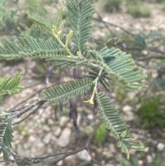 Acacia dealbata subsp. dealbata at Gigerline Nature Reserve - 30 Nov 2023 02:53 PM