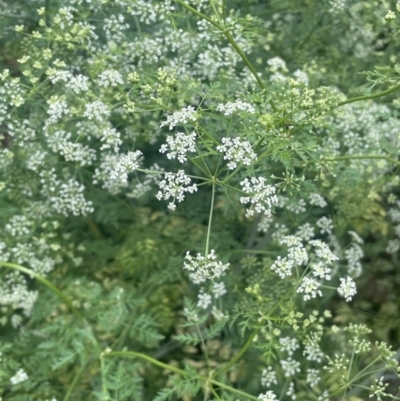 Conium maculatum (Hemlock) at Gigerline Nature Reserve - 30 Nov 2023 by JaneR