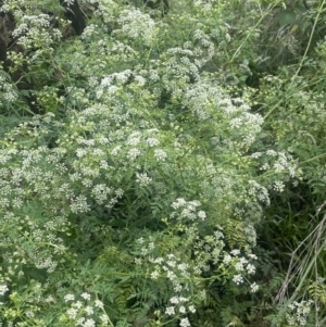 Conium maculatum at Gigerline Nature Reserve - 30 Nov 2023