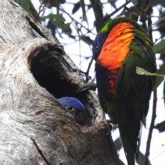 Trichoglossus moluccanus (Rainbow Lorikeet) at Lions Youth Haven - Westwood Farm A.C.T. - 30 Nov 2023 by HelenCross