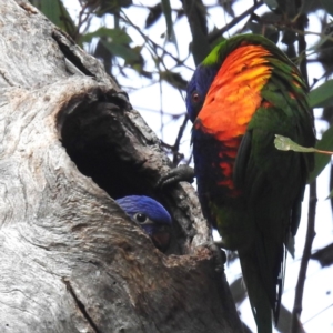 Trichoglossus moluccanus at Lions Youth Haven - Westwood Farm A.C.T. - 1 Dec 2023