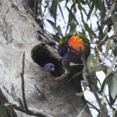 Trichoglossus moluccanus at Lions Youth Haven - Westwood Farm A.C.T. - 1 Dec 2023