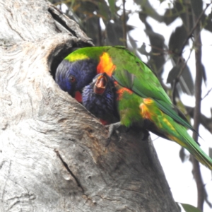 Trichoglossus moluccanus at Lions Youth Haven - Westwood Farm A.C.T. - 1 Dec 2023