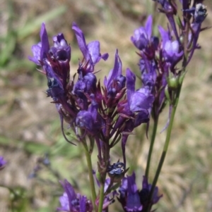 Linaria pelisseriana at Higgins, ACT - 29 Oct 2023 11:48 AM