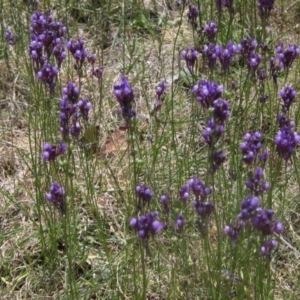 Linaria pelisseriana at Higgins, ACT - 29 Oct 2023 11:48 AM