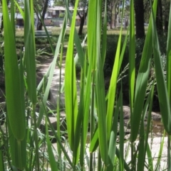 Phragmites australis (Common Reed) at Umbagong District Park - 29 Oct 2023 by pinnaCLE