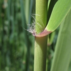 Phragmites australis at Umbagong District Park - 29 Oct 2023