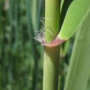 Phragmites australis at Umbagong District Park - 29 Oct 2023