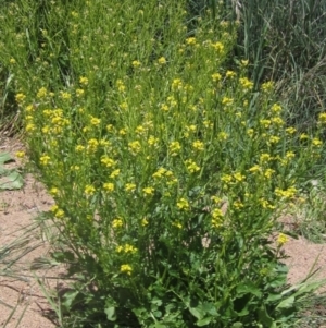 Sisymbrium irio at Umbagong District Park - 29 Oct 2023 11:55 AM