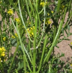 Sisymbrium irio at Umbagong District Park - 29 Oct 2023