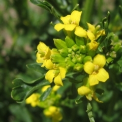 Sisymbrium irio at Umbagong District Park - 29 Oct 2023