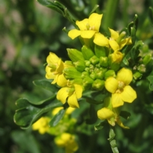 Sisymbrium irio at Umbagong District Park - 29 Oct 2023