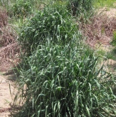 Phalaris aquatica (Phalaris, Australian Canary Grass) at Umbagong District Park - 29 Oct 2023 by pinnaCLE