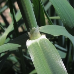 Phalaris aquatica at Umbagong District Park - 29 Oct 2023 11:59 AM