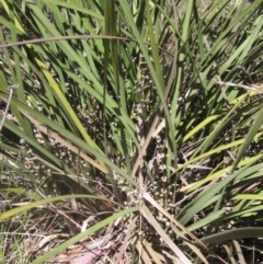 Lomandra multiflora (Many-flowered Matrush) at Umbagong District Park - 31 Oct 2023 by pinnaCLE