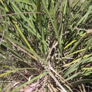 Lomandra multiflora at Umbagong District Park - 31 Oct 2023 01:00 PM