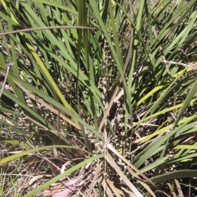 Lomandra multiflora (Many-flowered Matrush) at Umbagong District Park - 31 Oct 2023 by pinnaCLE