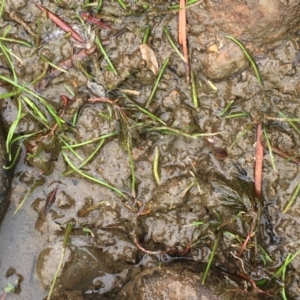 Lilaeopsis polyantha at Williamsdale, NSW - 1 Jan 2020 03:46 PM