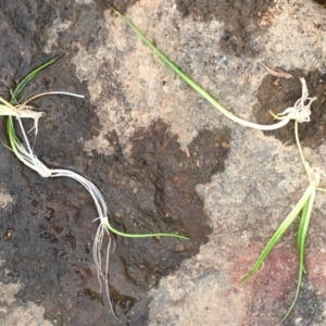 Lilaeopsis polyantha at Williamsdale, NSW - 1 Jan 2020 03:46 PM