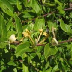 Lonicera japonica (Japanese Honeysuckle) at Umbagong District Park - 31 Oct 2023 by pinnaCLE