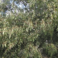 Acacia rubida (Red-stemmed Wattle, Red-leaved Wattle) at Umbagong District Park - 10 Nov 2023 by pinnaCLE