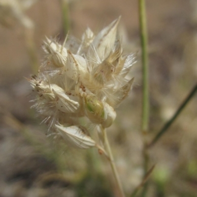 Rytidosperma carphoides (Short Wallaby Grass) at Umbagong District Park - 10 Nov 2023 by pinnaCLE