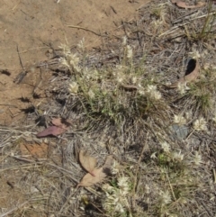 Rytidosperma carphoides at Umbagong District Park - 10 Nov 2023 02:15 PM