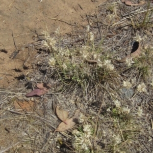 Rytidosperma carphoides at Umbagong District Park - 10 Nov 2023 02:15 PM