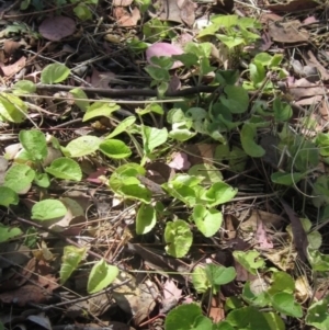 Viola odorata at Umbagong District Park - 10 Nov 2023 02:23 PM