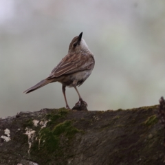 Cincloramphus mathewsi (Rufous Songlark) at Culcairn, NSW - 29 Nov 2023 by Trevor