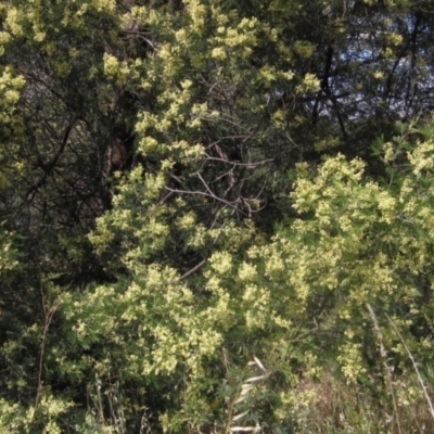 Acacia mearnsii (Black Wattle) at Umbagong District Park - 10 Nov 2023 by pinnaCLE