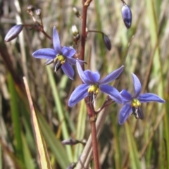 Dianella revoluta var. revoluta (Black-Anther Flax Lily) at Umbagong District Park - 10 Nov 2023 by pinnaCLE