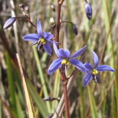 Dianella revoluta var. revoluta (Black-Anther Flax Lily) at Macgregor, ACT - 10 Nov 2023 by pinnaCLE