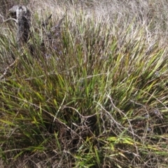 Dianella revoluta var. revoluta at Umbagong District Park - 10 Nov 2023