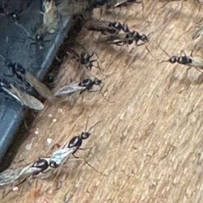 Camponotus sp. (genus) (A sugar ant) at Coogee, NSW - 1 Dec 2023 by ALen
