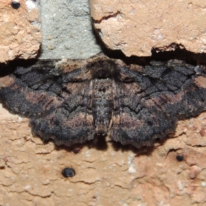 Pholodes sinistraria at Pollinator-friendly garden Conder - 29 Sep 2023