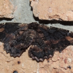 Pholodes sinistraria at Pollinator-friendly garden Conder - 29 Sep 2023 10:33 PM