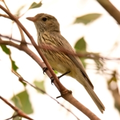 Pachycephala rufiventris (Rufous Whistler) at Holt, ACT - 30 Nov 2023 by Thurstan