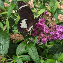 Papilio aegeus at Holder, ACT - 1 Dec 2023