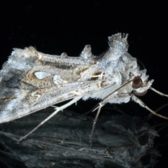 Chrysodeixis argentifera (Tobacco Looper) at Ainslie, ACT - 10 Nov 2023 by jb2602