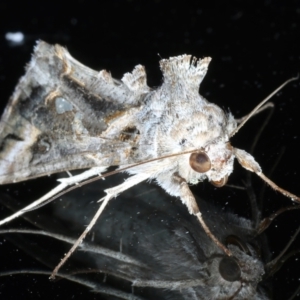 Chrysodeixis argentifera at Ainslie, ACT - 10 Nov 2023