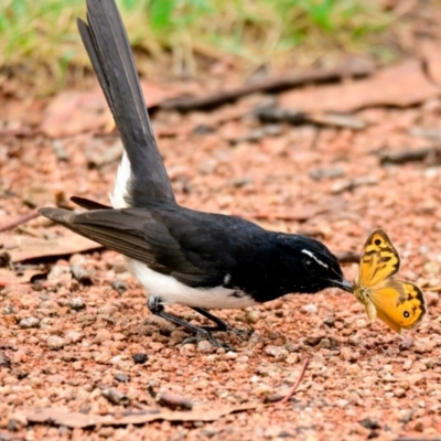 Rhipidura leucophrys (Willie Wagtail) at Lake Ginninderra - 30 Nov 2023 by Thurstan