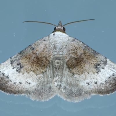 Mataeomera mesotaenia (Large Scale Moth) at Ainslie, ACT - 10 Nov 2023 by jb2602