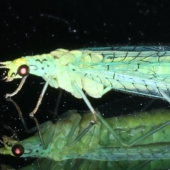 Apertochrysa edwardsi (A Green Lacewing) at Ainslie, ACT - 10 Nov 2023 by jb2602