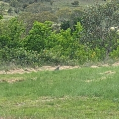 Felis catus (Feral Cat) at Tharwa, ACT - 1 Dec 2023 by JP95