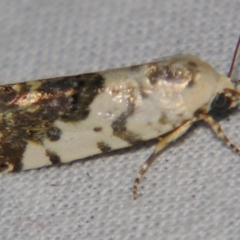 Unidentified Noctuoid moth (except Arctiinae) at Bolivia, NSW - 5 Apr 2007 by PJH123