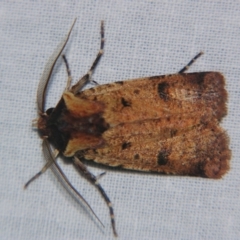 Unidentified Noctuoid moth (except Arctiinae) at Bolivia, NSW - 6 Apr 2007 by PJH123