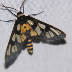 Unidentified Tiger moth (Arctiinae) at Bolivia, NSW - 5 Apr 2007 by PJH123